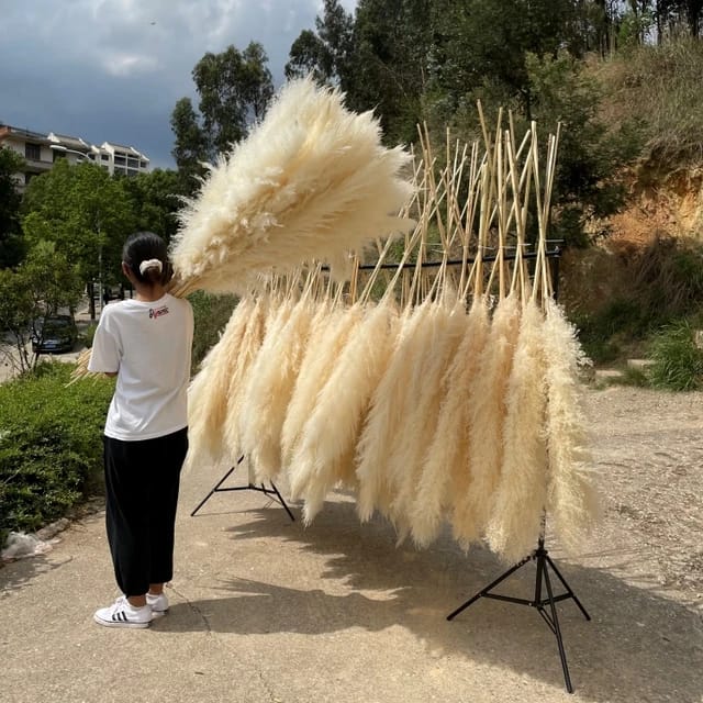 Big Fluffy Pampas Grass – Dried Decorative Flowers