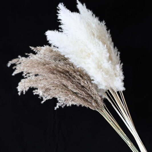 Natural Dried Pampas Grass Bunch – 60cm 10stems