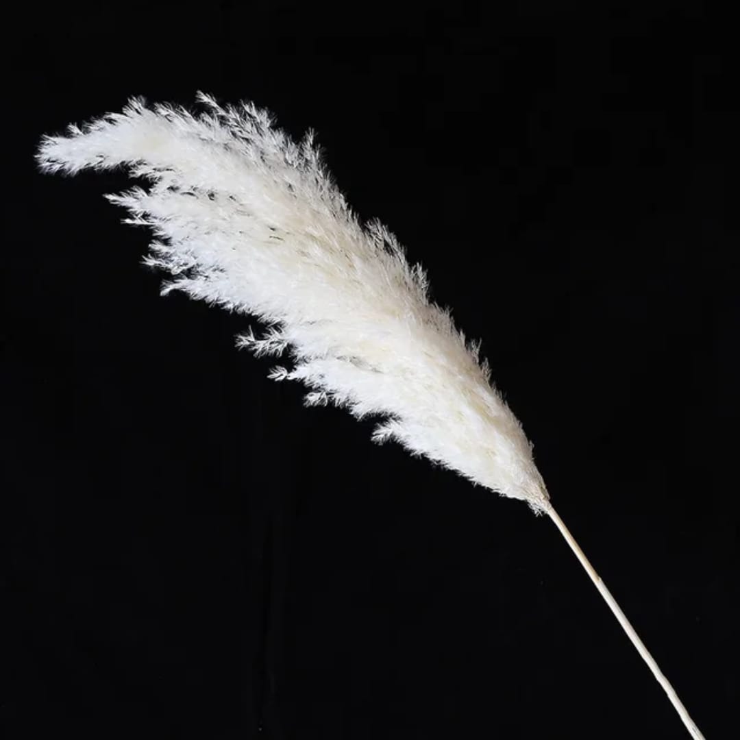 Natural Dried Pampas Grass Bunch – 60cm 10stems