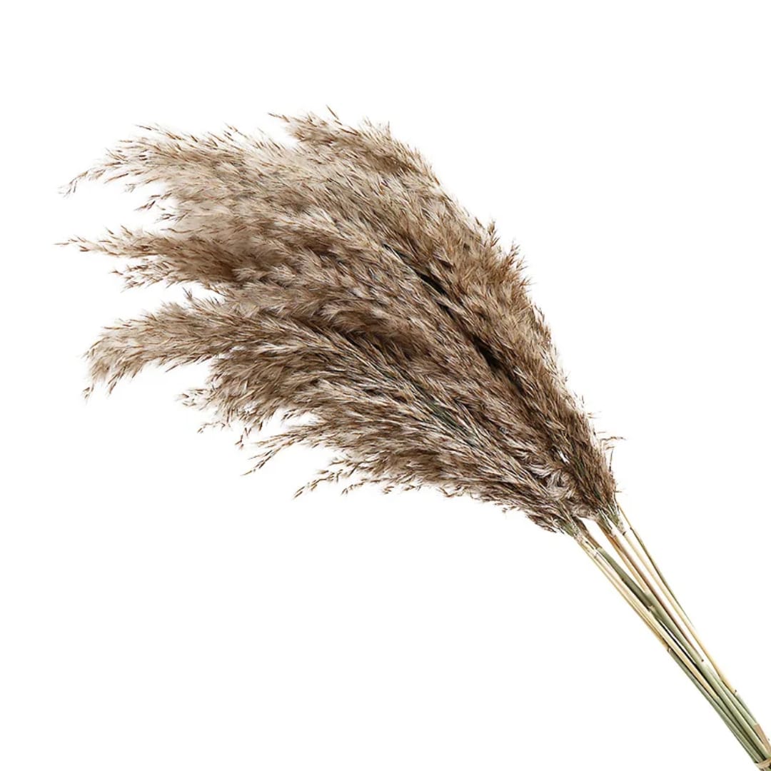 Natural Dried Pampas Grass Bunch – 60cm 10stems