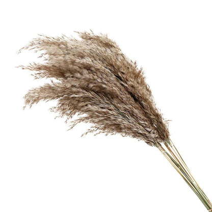 Natural Dried Pampas Grass Bunch – 60cm 10stems